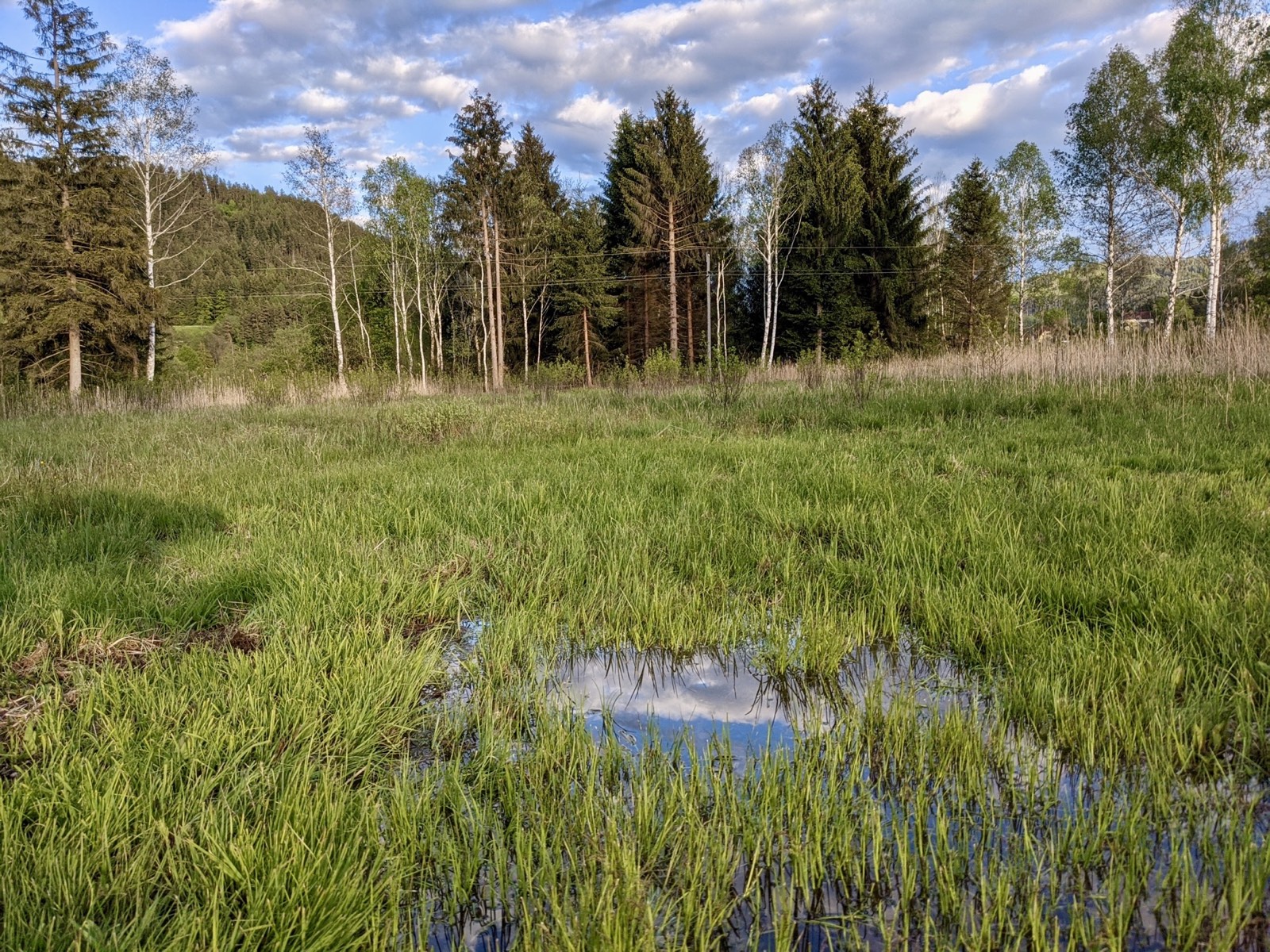 Restored wetland area with water, reeds and birch trees